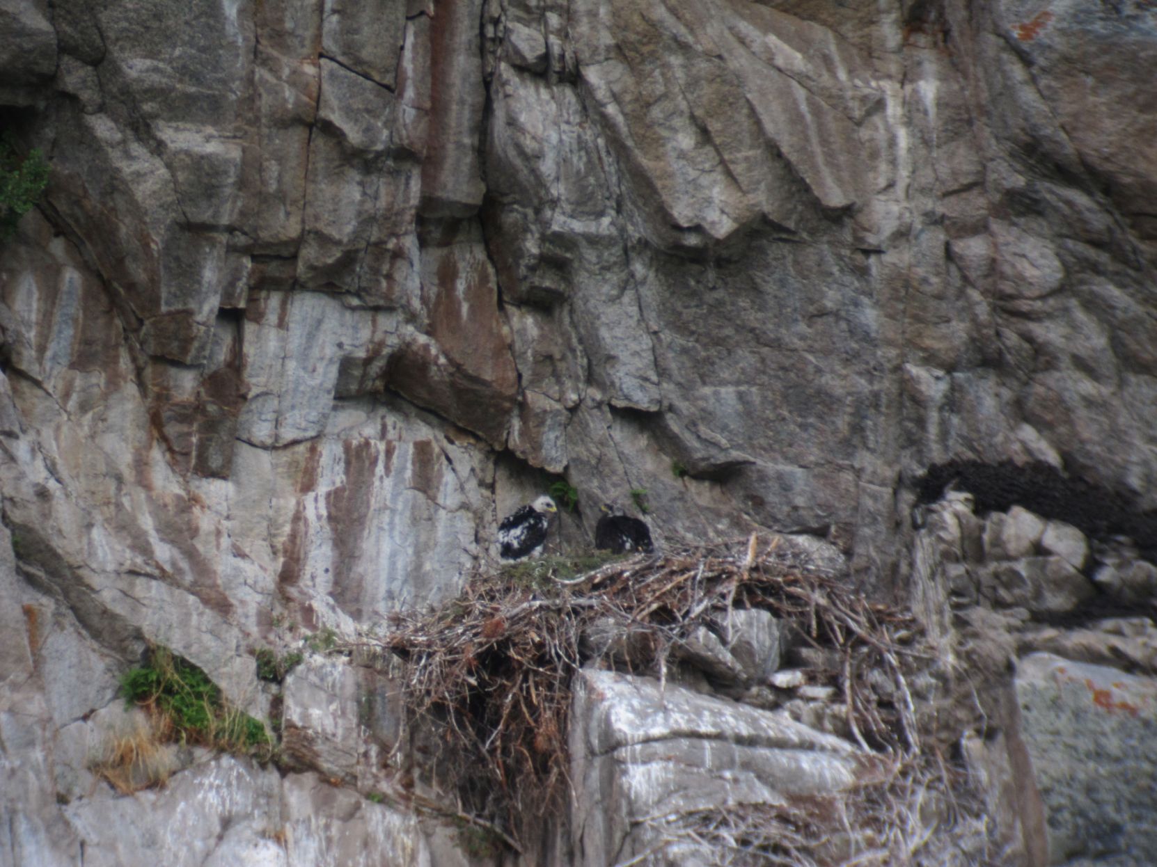Golden nestlings